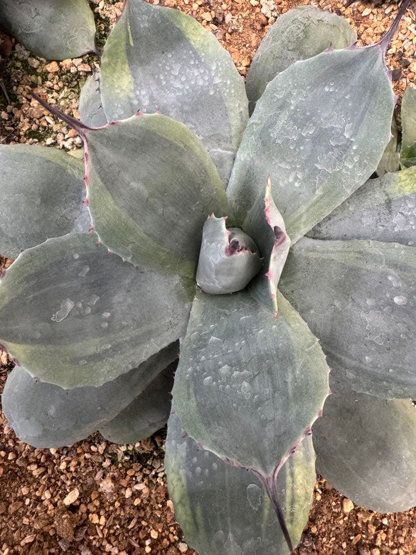 アガベ Agave parryi 'Border Guard' 256