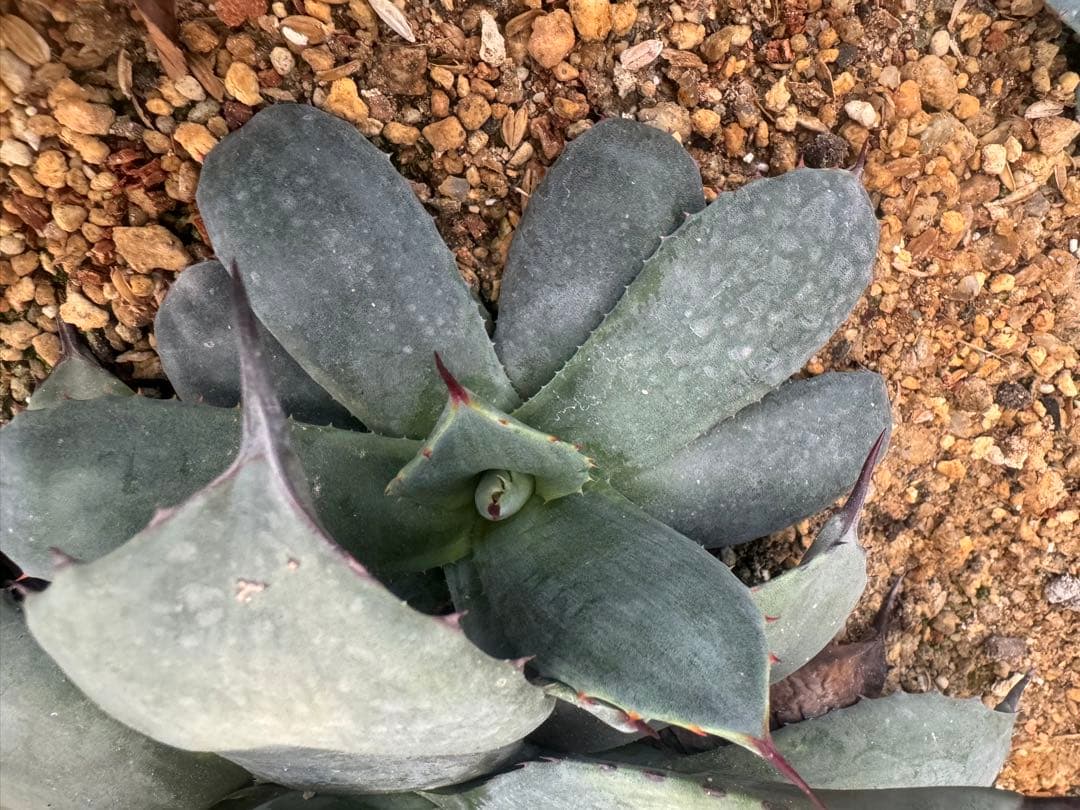 アガベ Agave parryi 'Border Guard' 256