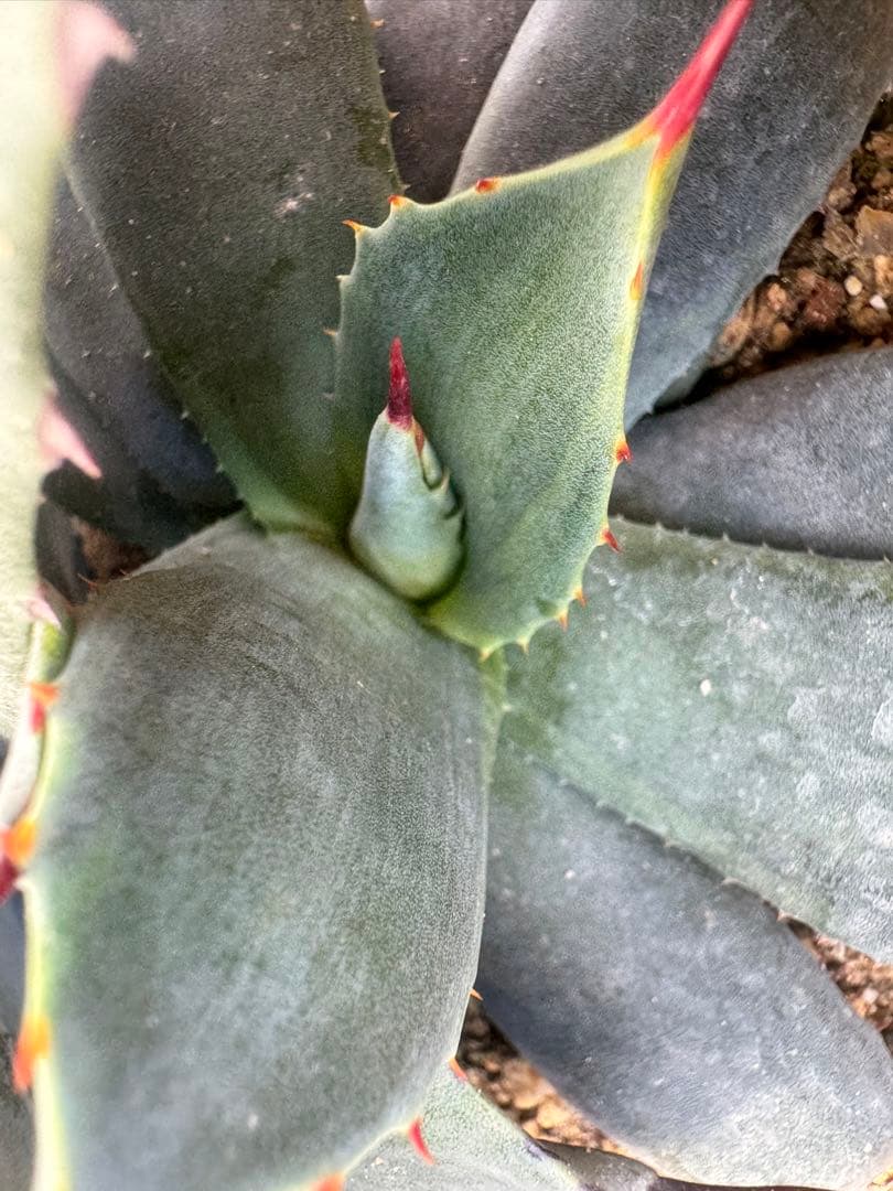 アガベ Agave parryi 'Border Guard' 256