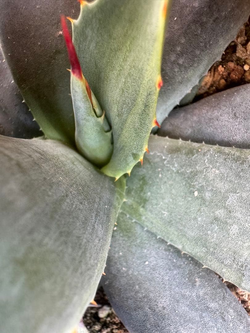 アガベ Agave parryi 'Border Guard' 256