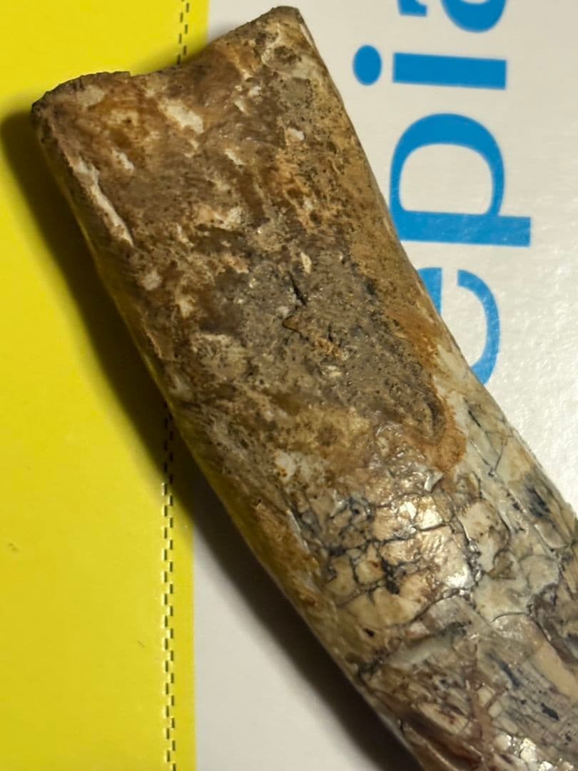 恐竜　歯　化石