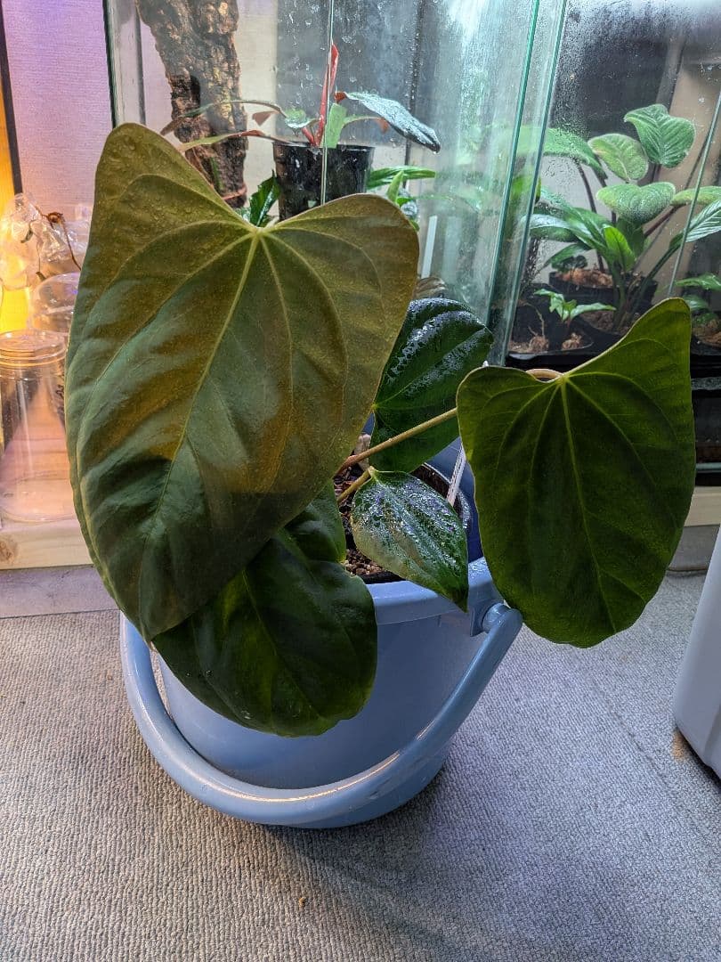 その他観葉植物 Anthurium Rangda