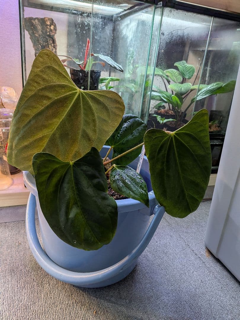 その他観葉植物 Anthurium Rangda