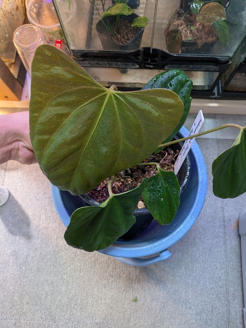 その他観葉植物 Anthurium Rangda