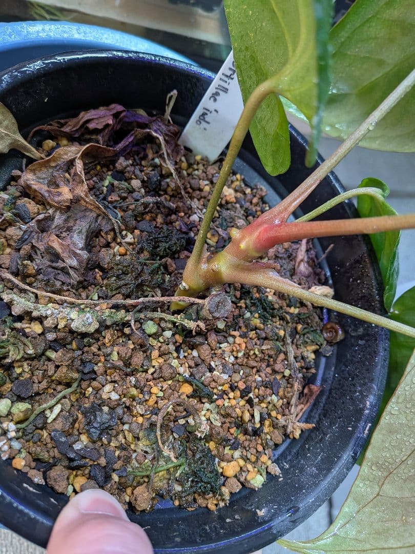 その他観葉植物 Anthurium Rangda