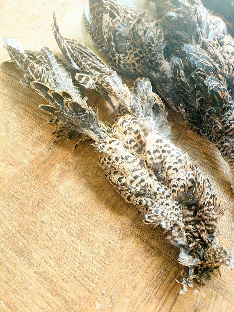 日本キジ(メス)ボディースキン 洗浄防腐処理済み フライマテリアル 約42cm