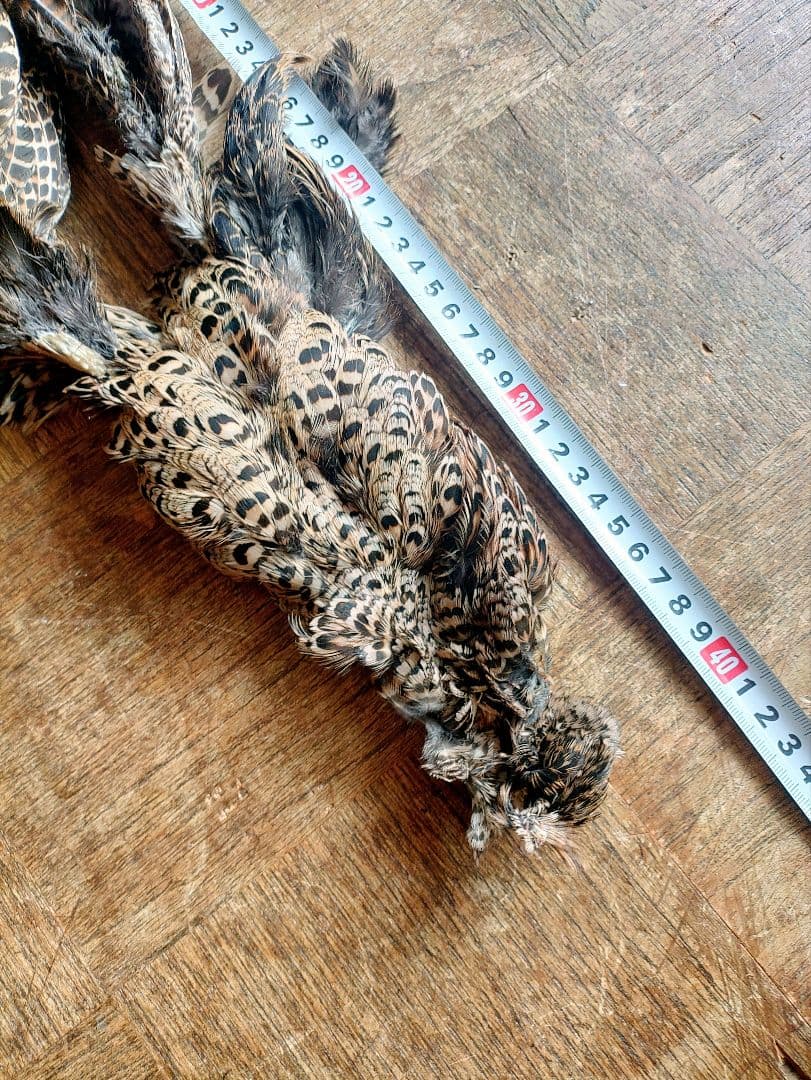日本キジ(メス)ボディースキン 洗浄防腐処理済み フライマテリアル 約42cm