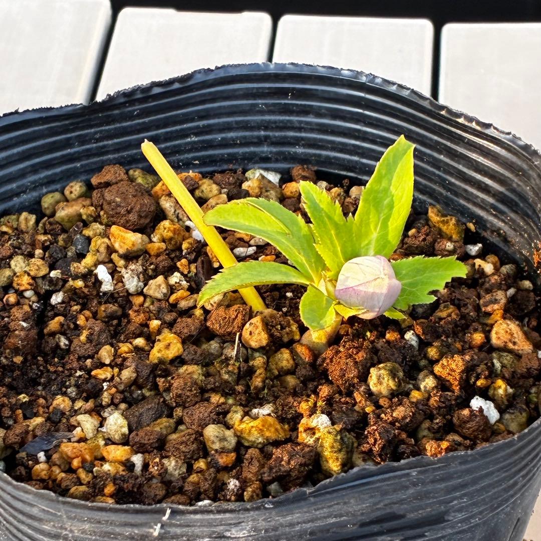 あ*号様 3612☘️蕾花付き☘️極上発色☘️超美人⭐️蜃気楼交配⭐️小輪⭐️芳