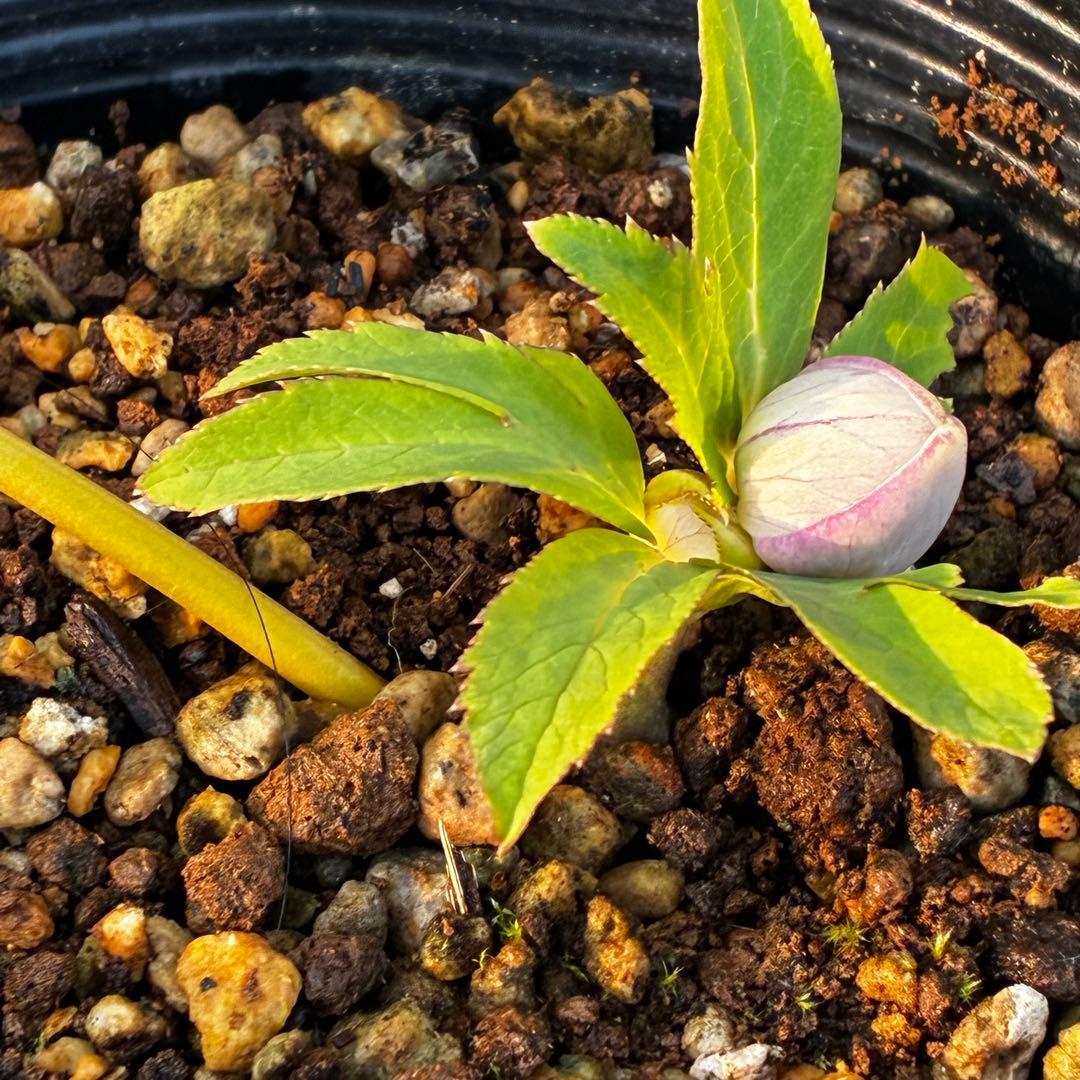 あ*号様 3612☘️蕾花付き☘️極上発色☘️超美人⭐️蜃気楼交配⭐️小輪⭐️芳