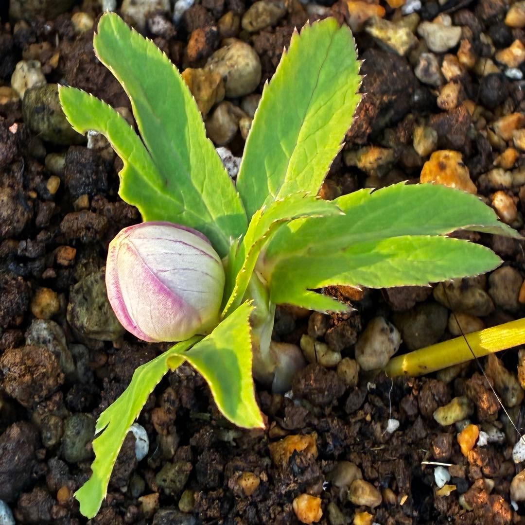 あ*号様 3612☘️蕾花付き☘️極上発色☘️超美人⭐️蜃気楼交配⭐️小輪⭐️芳