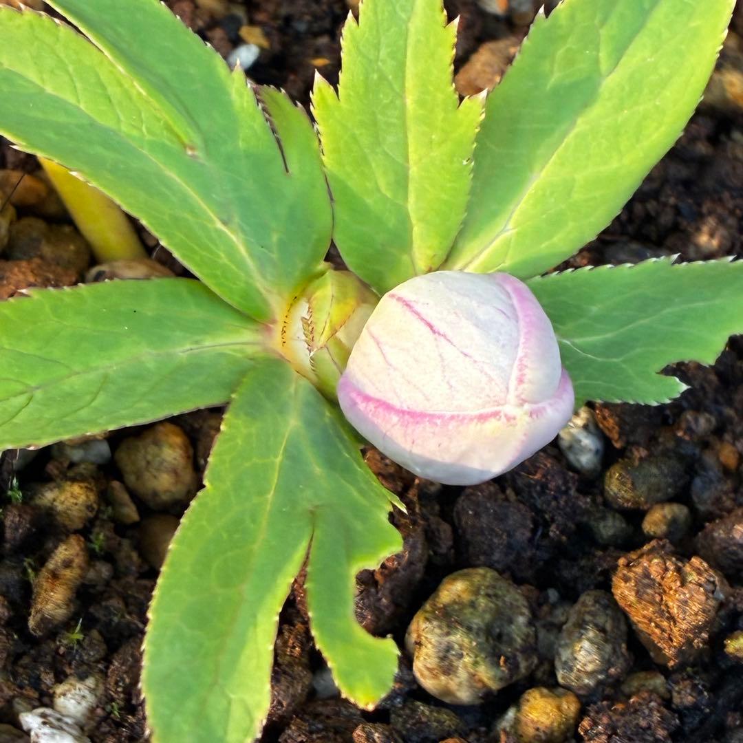 あ*号様 3612☘️蕾花付き☘️極上発色☘️超美人⭐️蜃気楼交配⭐️小輪⭐️芳