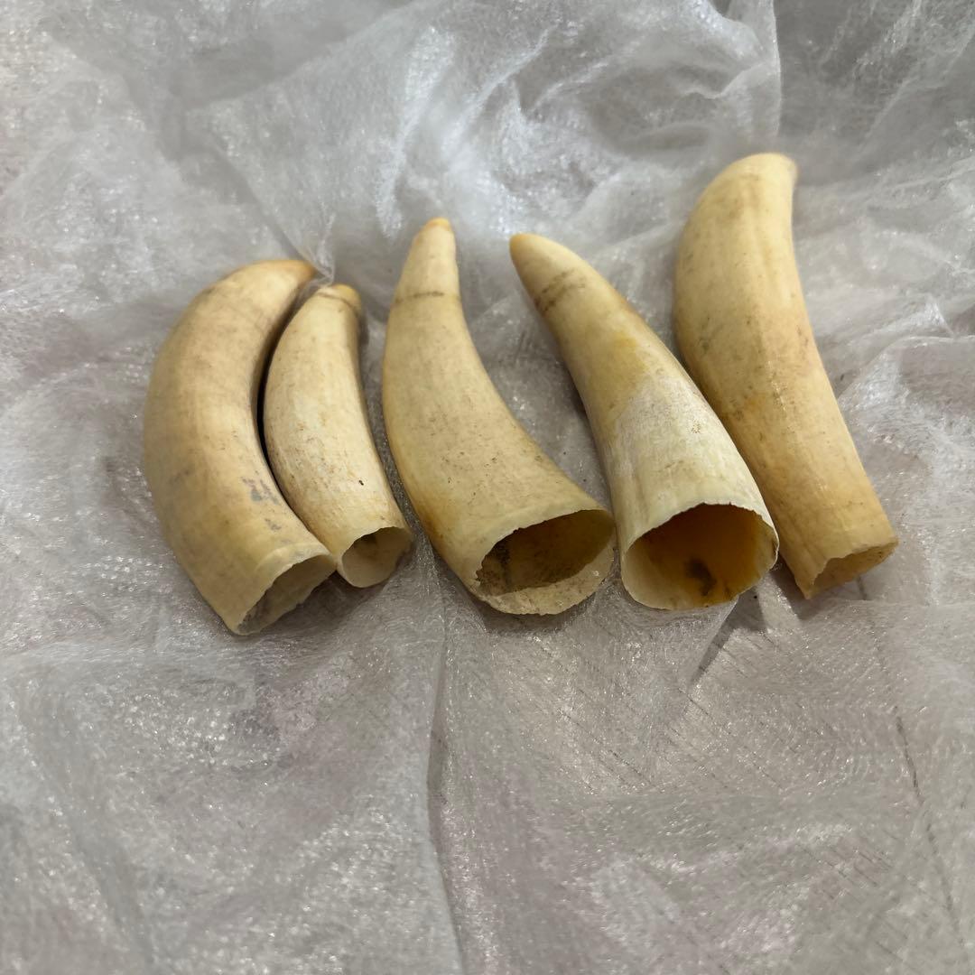 鯨歯　置き物