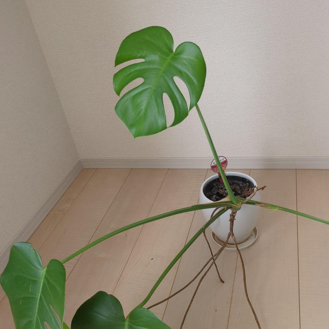 モンステラ 観葉植物 鉢植え付き