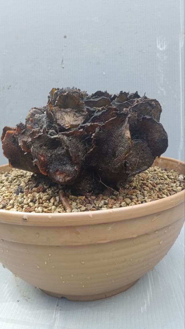亜熱帯のシダ　リュウビンタイ　奄美大島産　⑥　芯付き