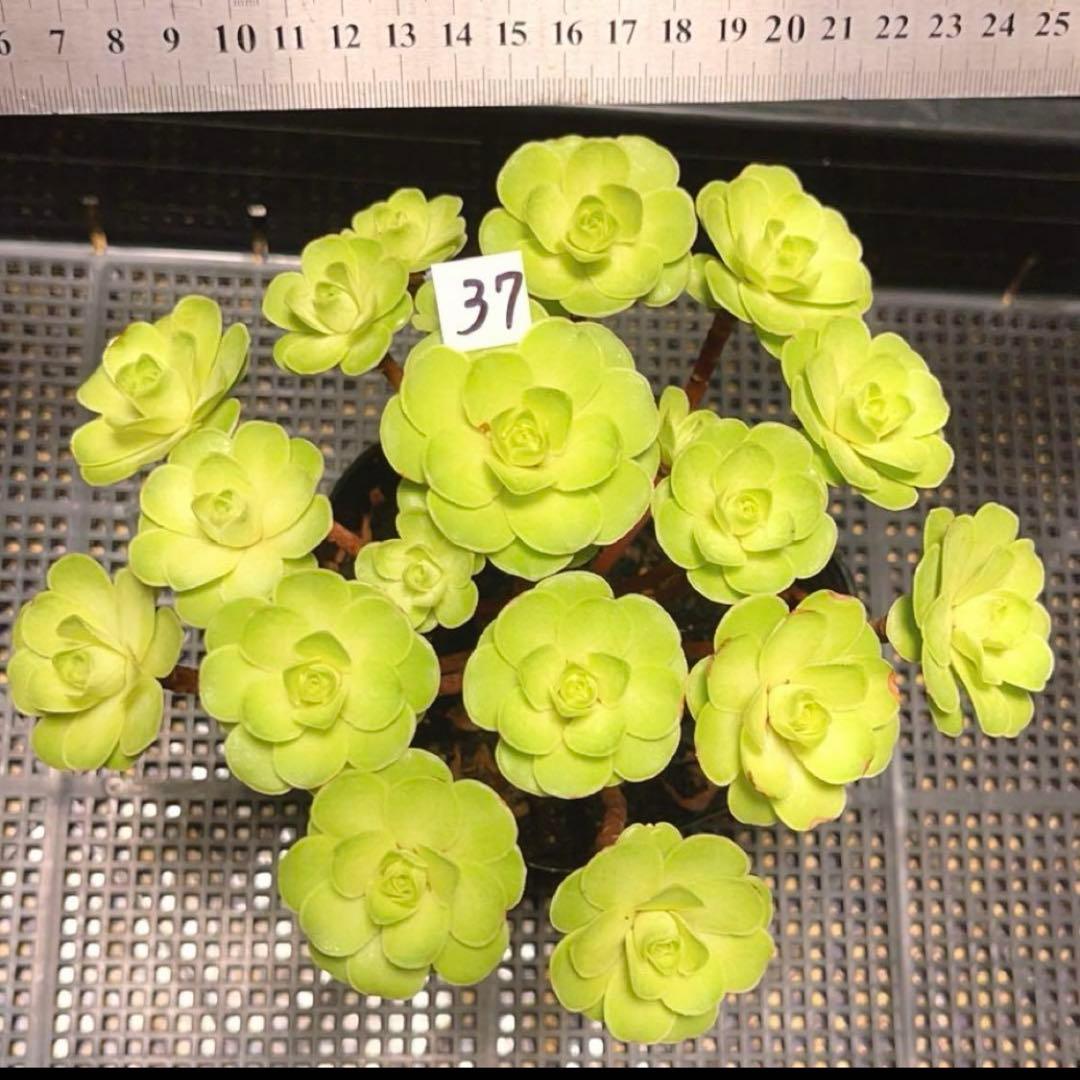37#多肉植物アエオニウム❤️ バラの木 ❤️16頭19cm 拔き苗