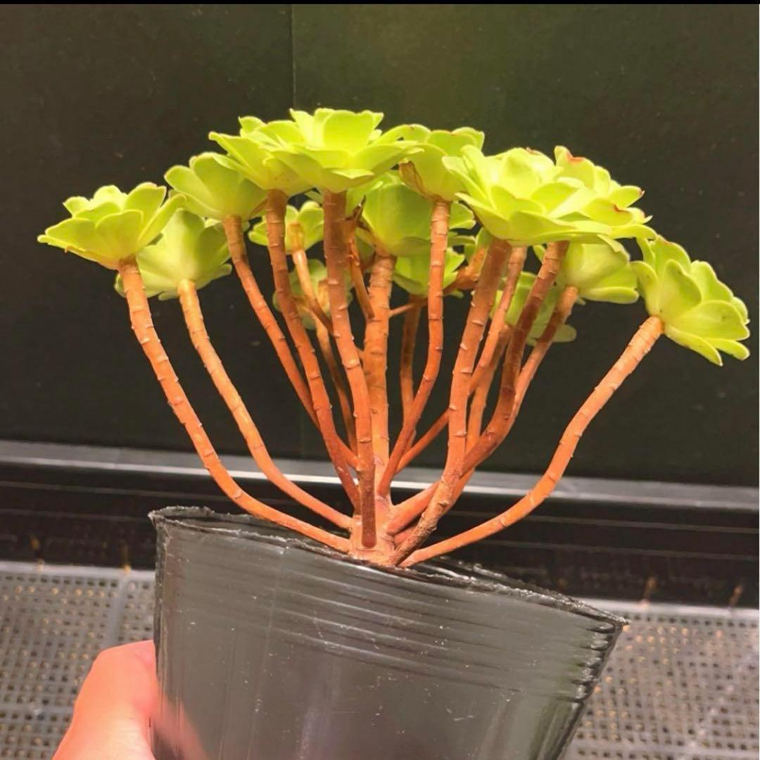 37#多肉植物アエオニウム❤️ バラの木 ❤️16頭19cm 拔き苗