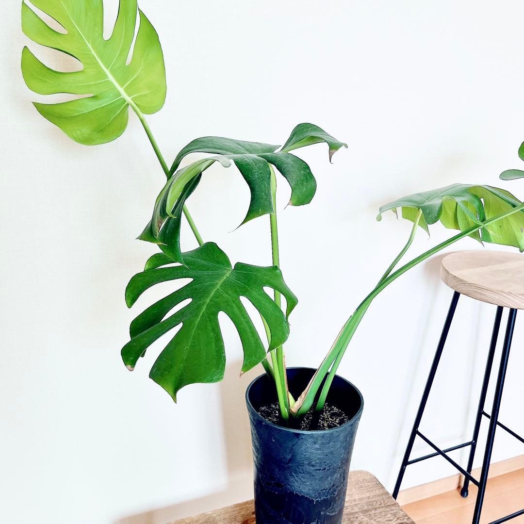 おすすめ✨モンステラデリシオーサ アートストーンポット✨観葉植物 室内