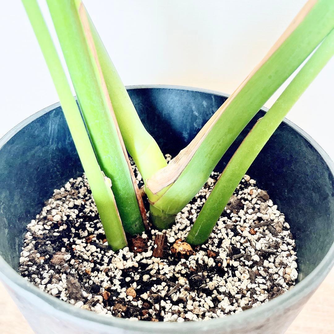 おすすめ✨モンステラデリシオーサ アートストーンポット✨観葉植物 室内