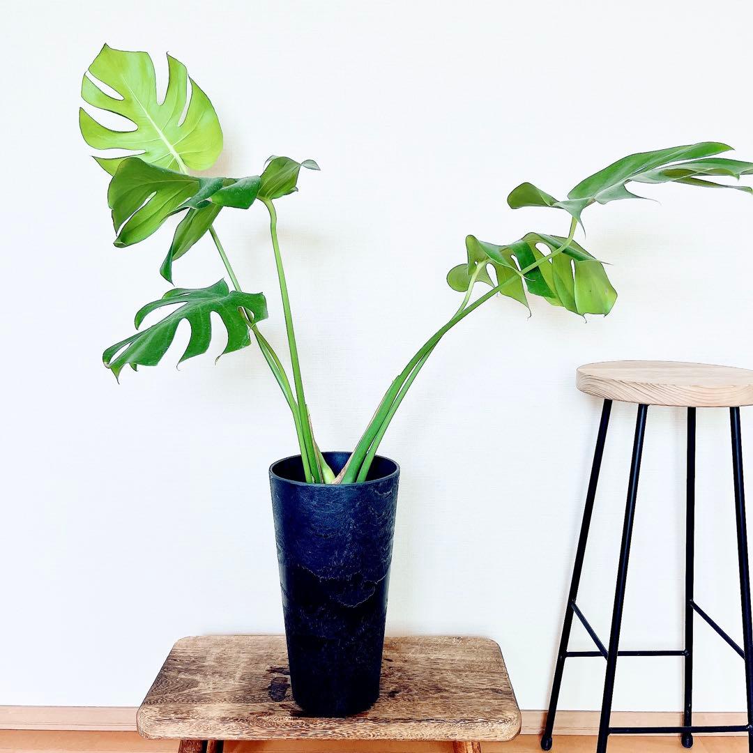 おすすめ✨モンステラデリシオーサ アートストーンポット✨観葉植物 室内