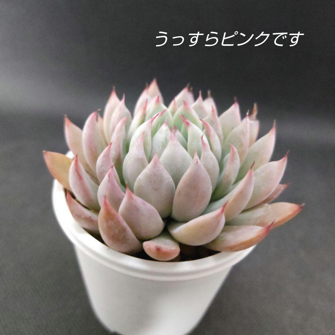 桜鬼　札付き（ミックスベリア　おらいさん　多肉、多肉植物）