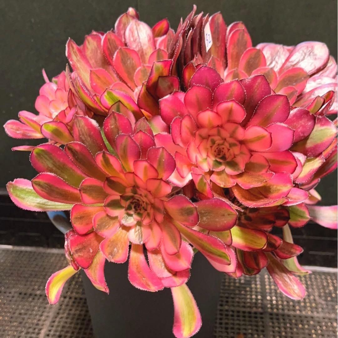 32#多肉植物アエオニウム錦❤️白月光❤️12頭26cm拔き苗