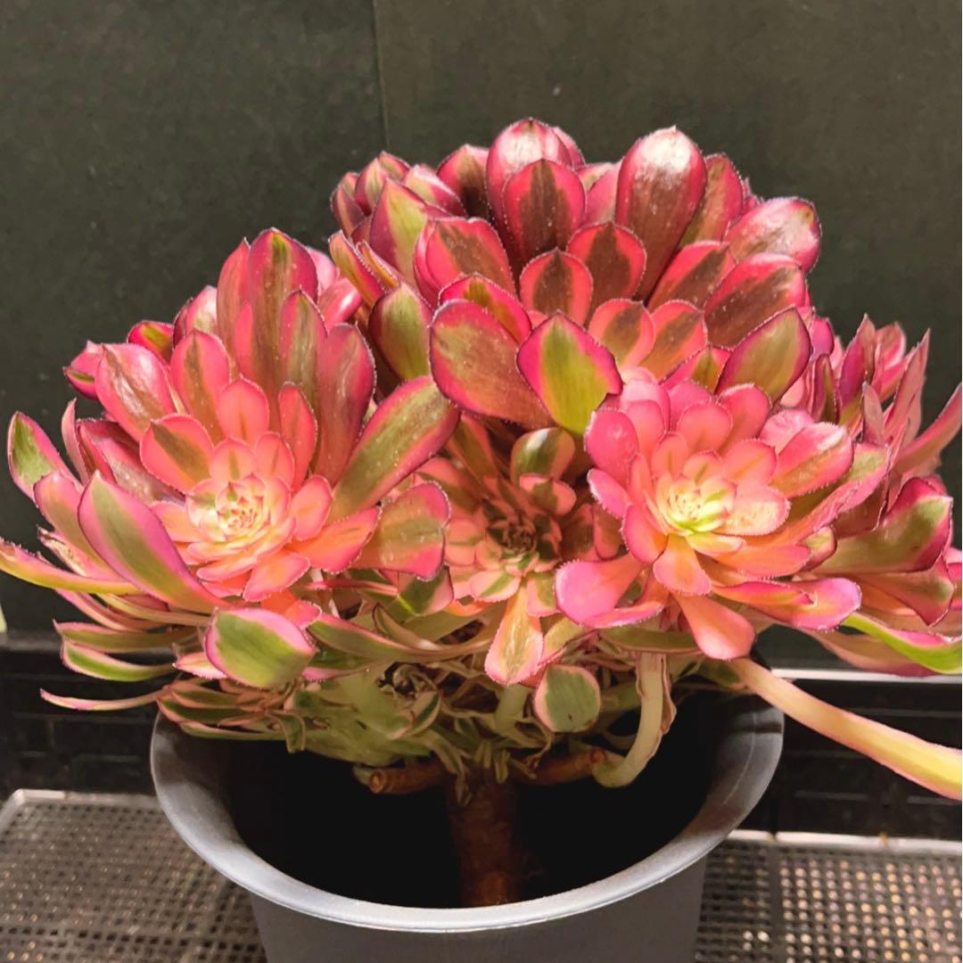32#多肉植物アエオニウム錦❤️白月光❤️12頭26cm拔き苗