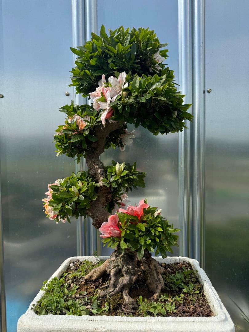 皐月盆栽
