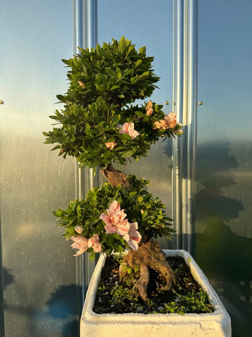 皐月盆栽