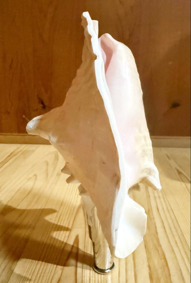 希少古代特大肉厚桃色法螺貝　（ピンク貝）法螺貝　ほら貝❣️コンク貝笛