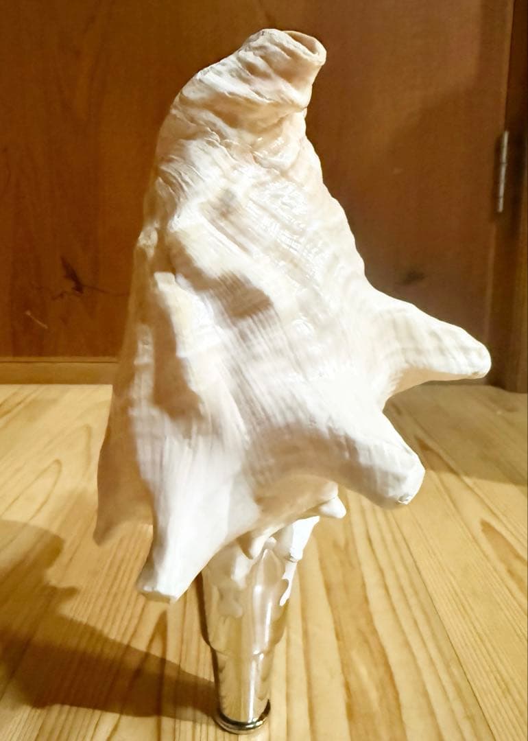 希少古代特大肉厚桃色法螺貝　（ピンク貝）法螺貝　ほら貝❣️コンク貝笛