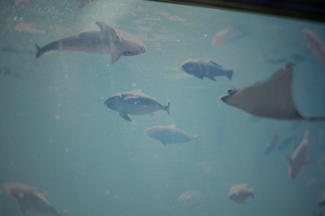 版画　Anmi先生　水族館ラブ　おまけ付き