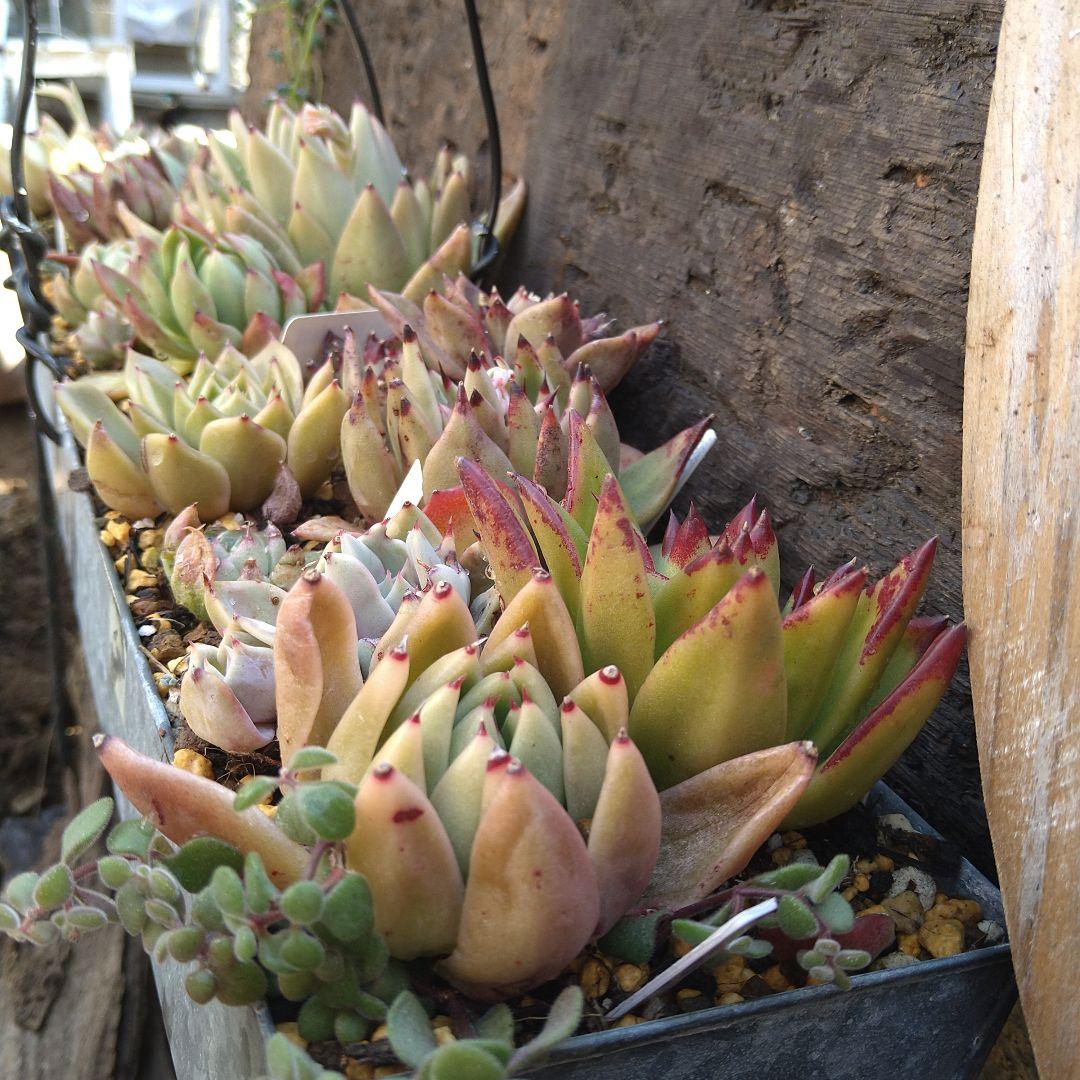 【アガボイデス系寄せ】　多肉植物寄せ植え　そのまま飾れる寄せ植え　匿名発送