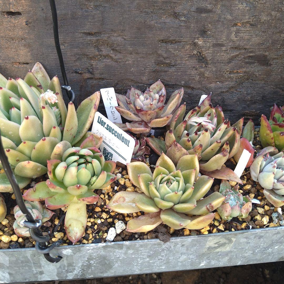 【アガボイデス系寄せ】　多肉植物寄せ植え　そのまま飾れる寄せ植え　匿名発送