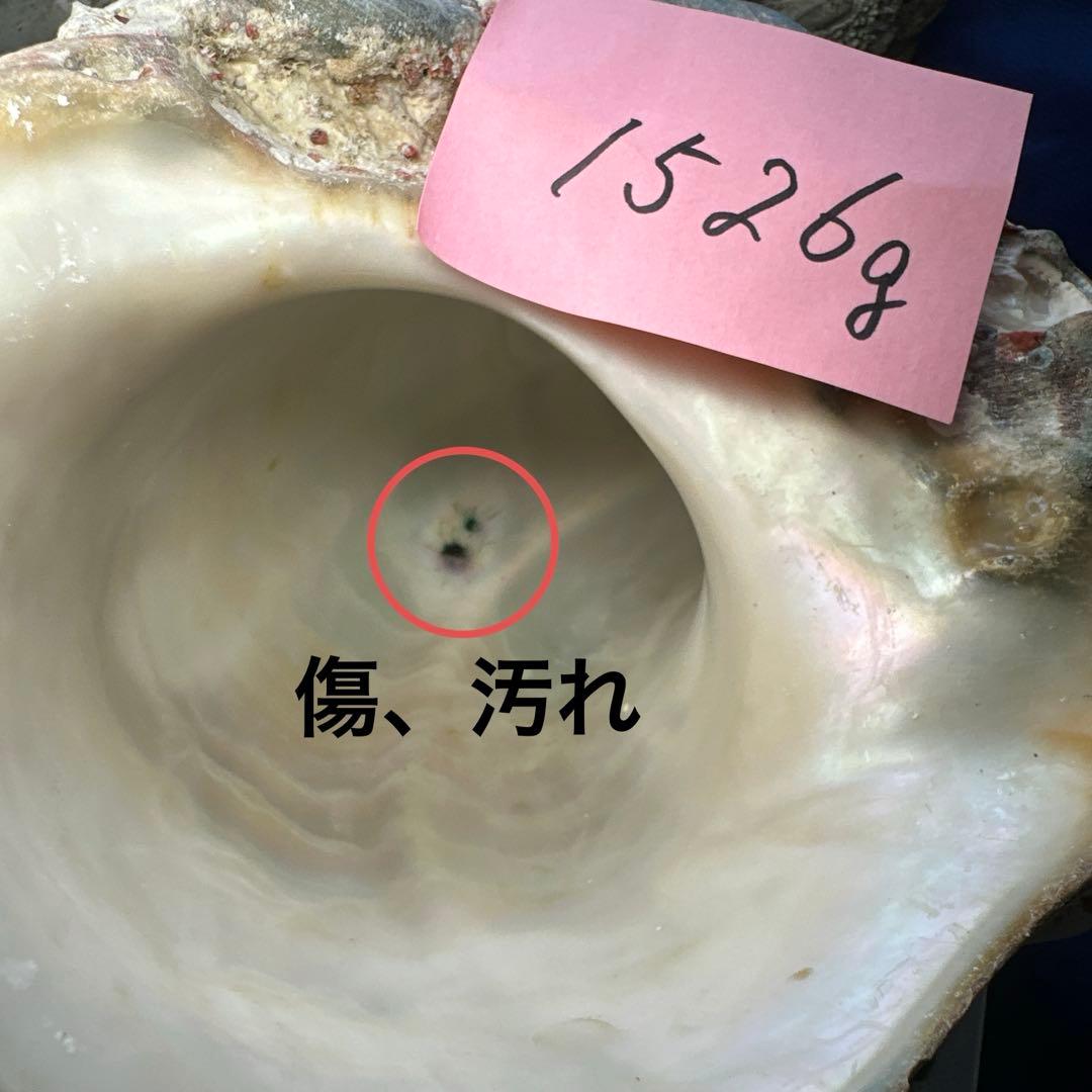 夜光貝　ヤコウ貝　まとめ売り　21個　　27、5kg アクセサリー　ルアー