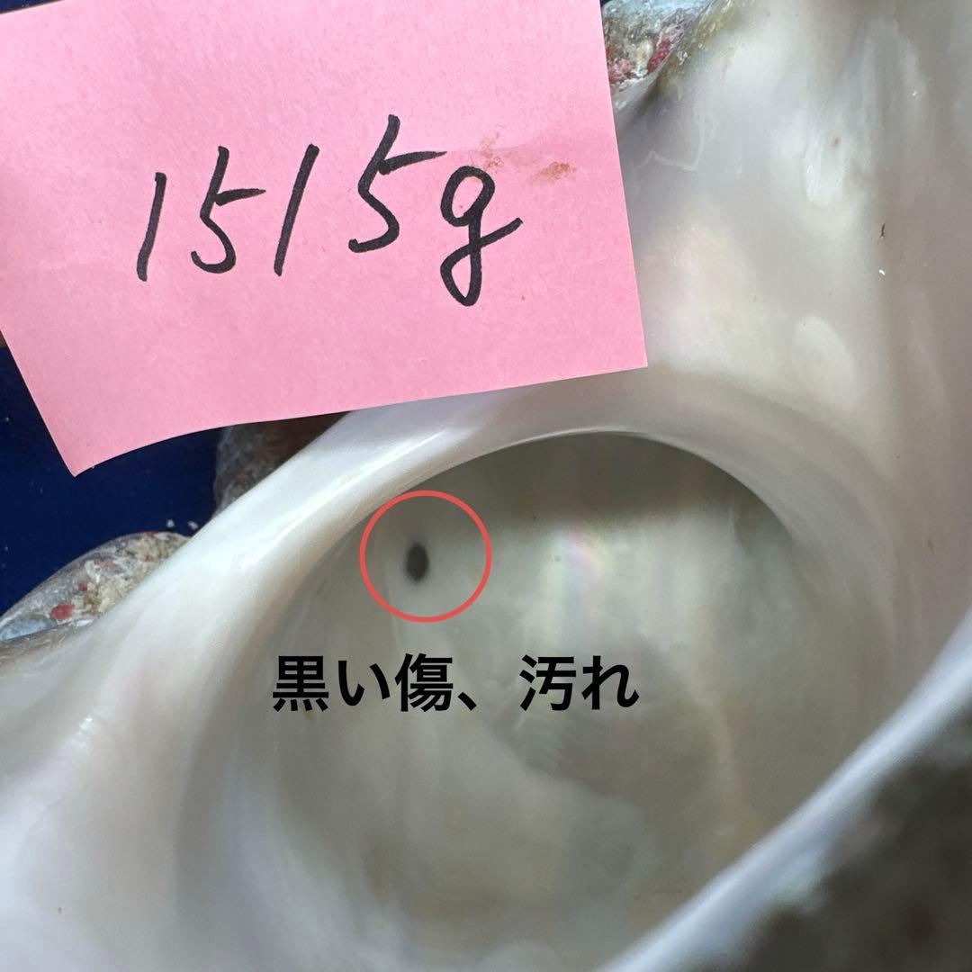 夜光貝　ヤコウ貝　まとめ売り　21個　　27、5kg アクセサリー　ルアー