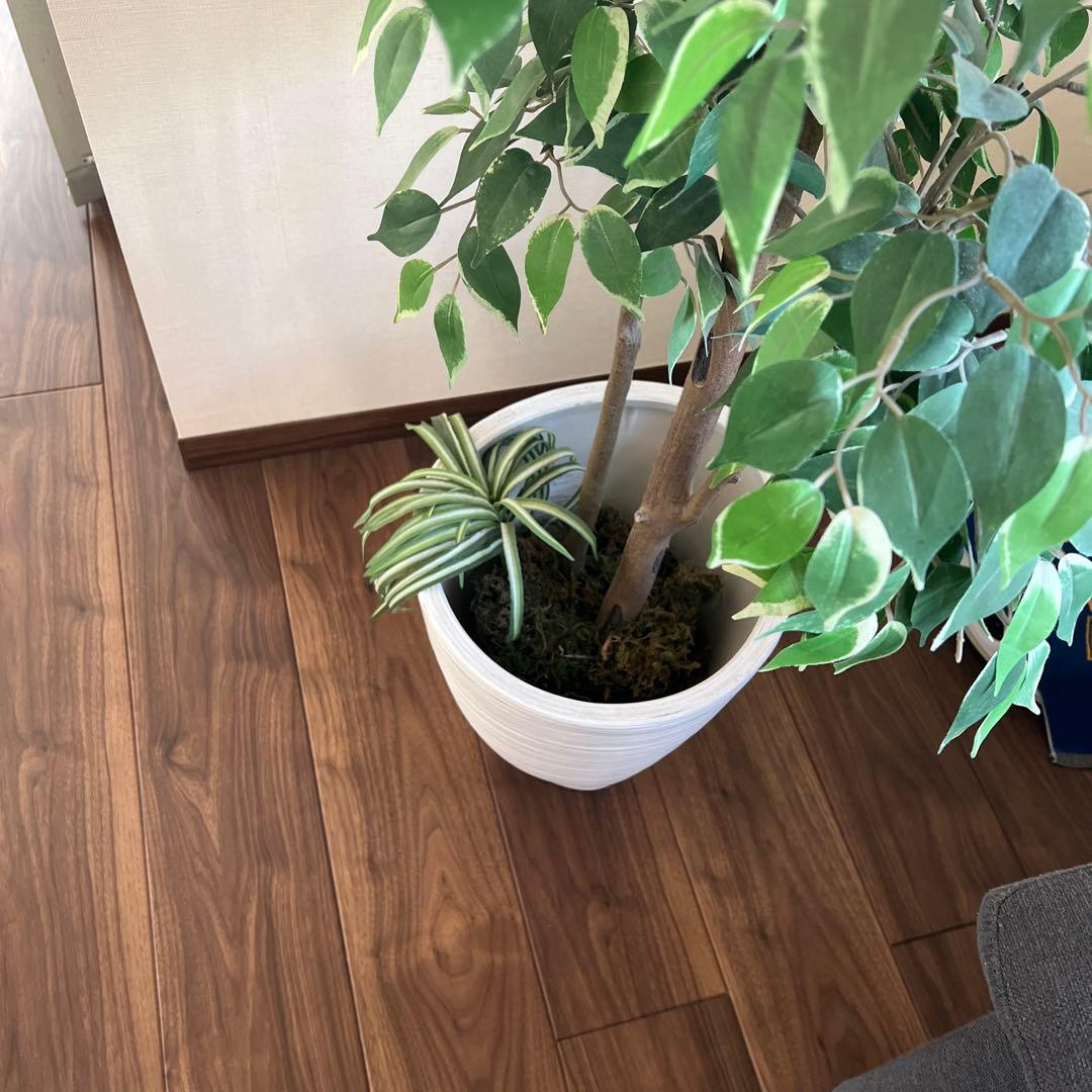 専用　人工観葉植物 約150cm 緑色 白鉢