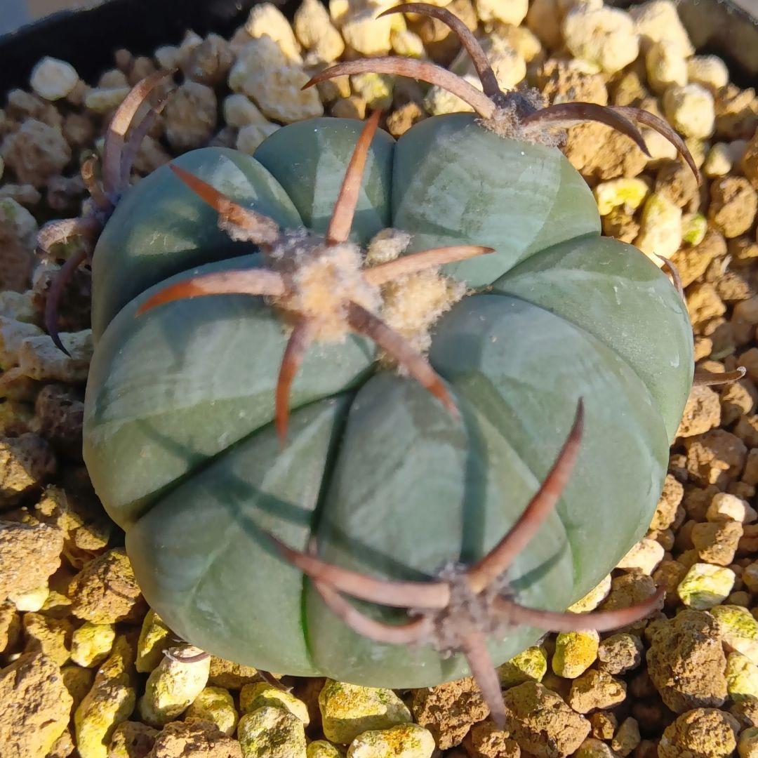 【良刺実生】太平丸エキノカクタス鉢ごと発送サボテン（雷帝花王丸ニコリー翠平丸）