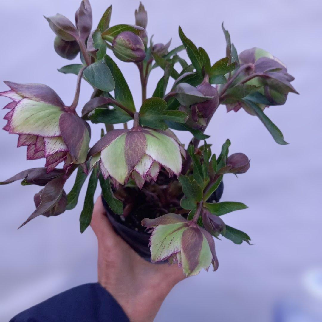 人気のグリーンピコティ♪クリスマスローズ、苗、開花株
