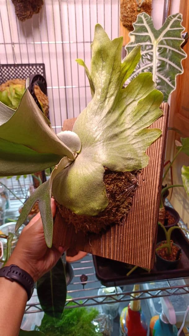 ビカクシダ　Platycerium veitchii 'hp100'