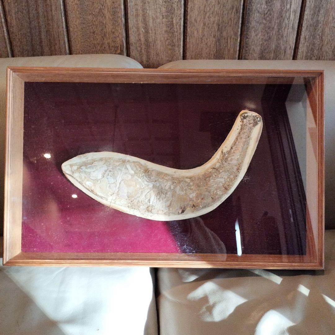 古代魚　魚化石　額　箱付き
