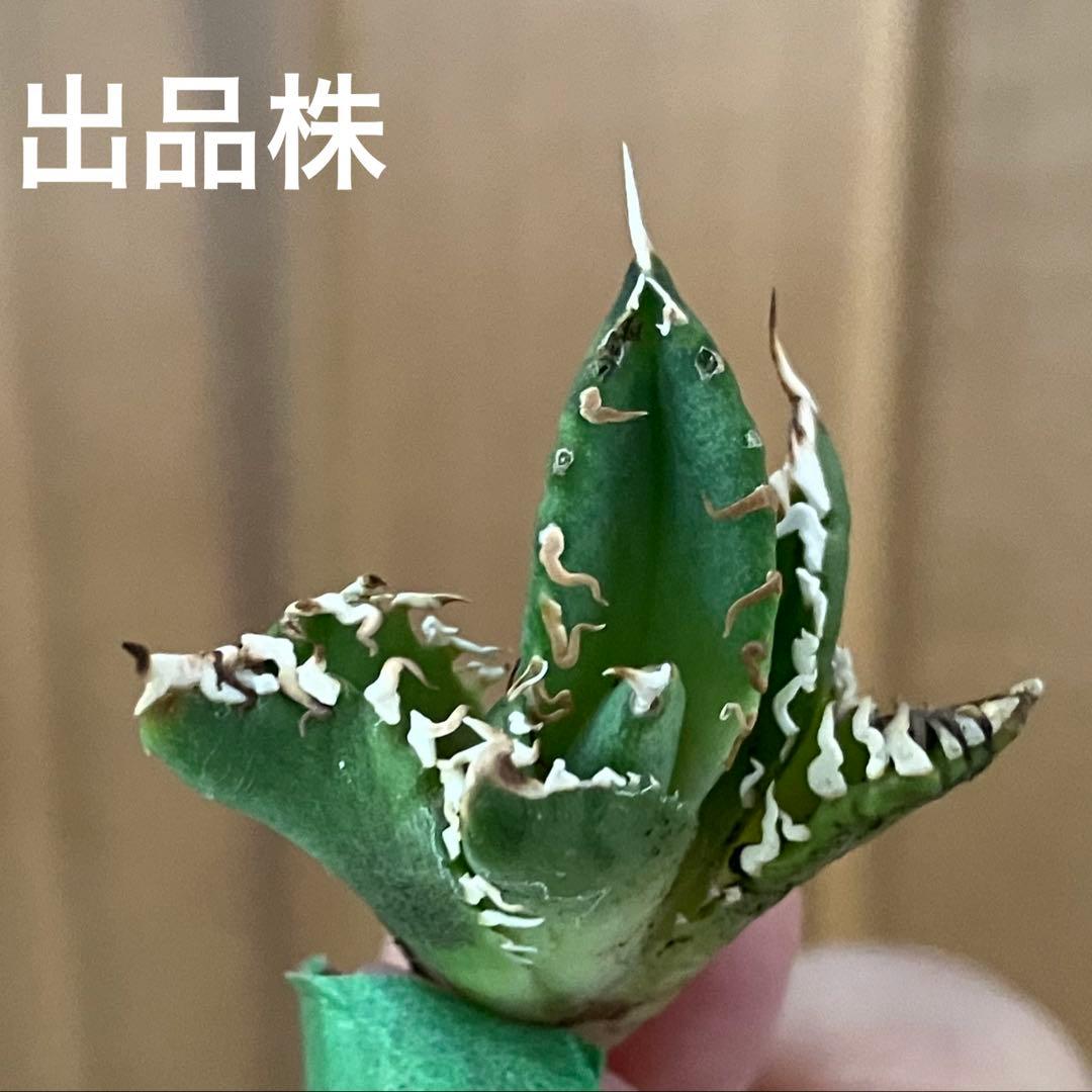 リ*ゴ様 【オークション】匿名配送　2株セット　有望　アガべ　白豪刺　OC【親株