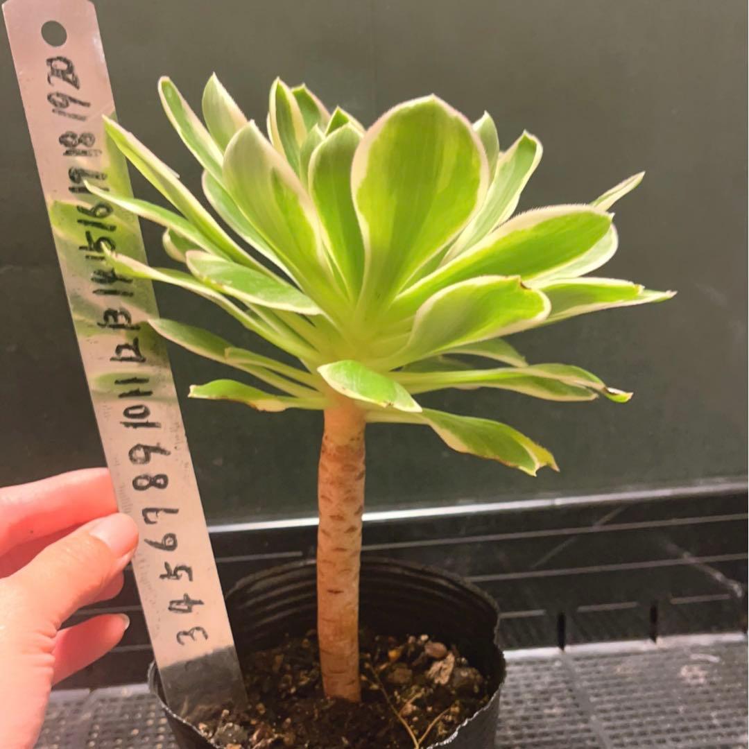 60#多肉植物アエオニウム錦❤️ 緑のバラ ❤️1大頭18cm 拔き苗