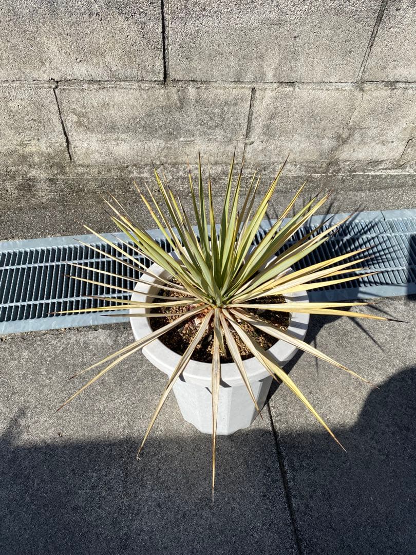 ユッカ 観葉植物 ドライガーデン　ロックガーデン　ロストラータ