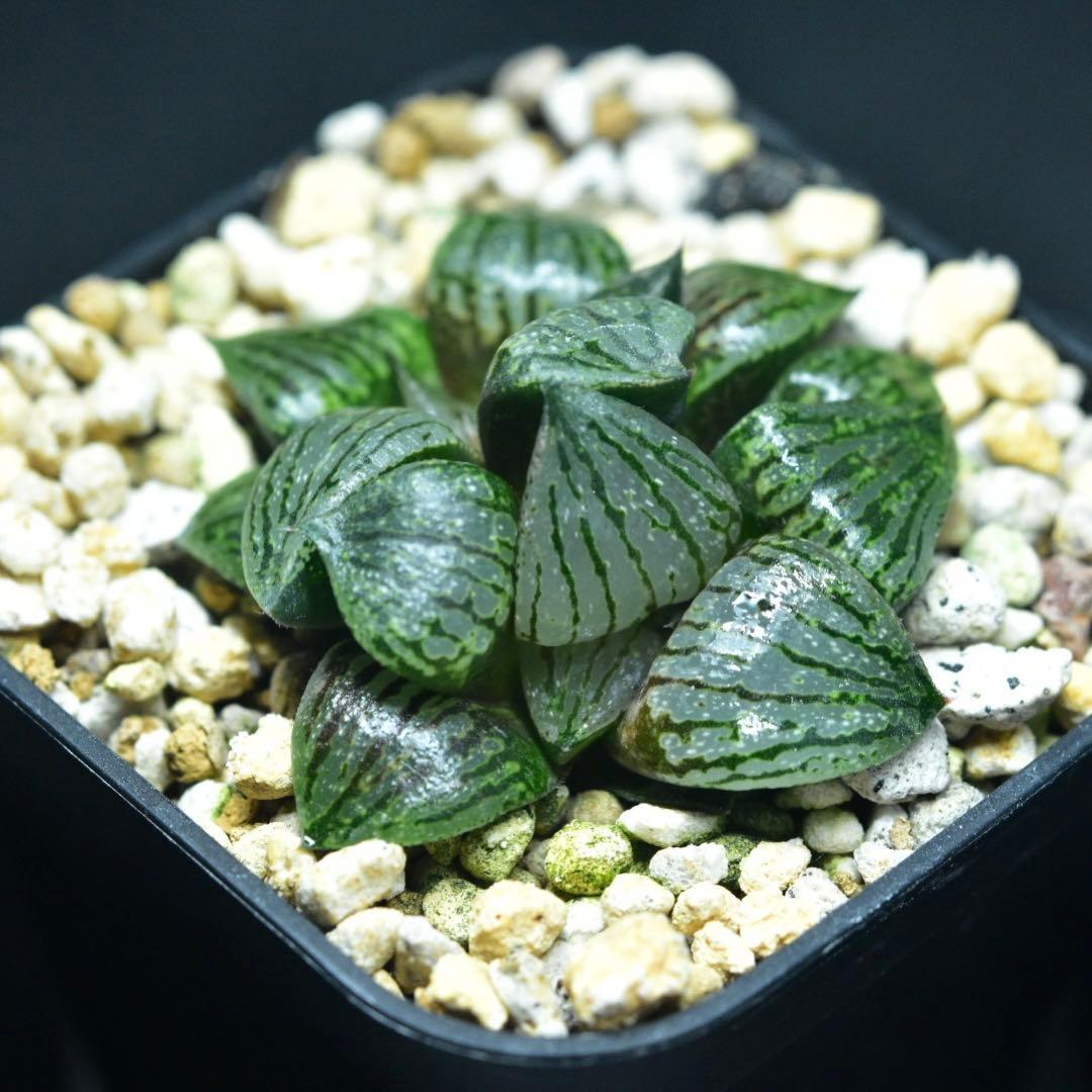 週末セール③2頭Charme ハオルチア　多肉植物　観葉植物
