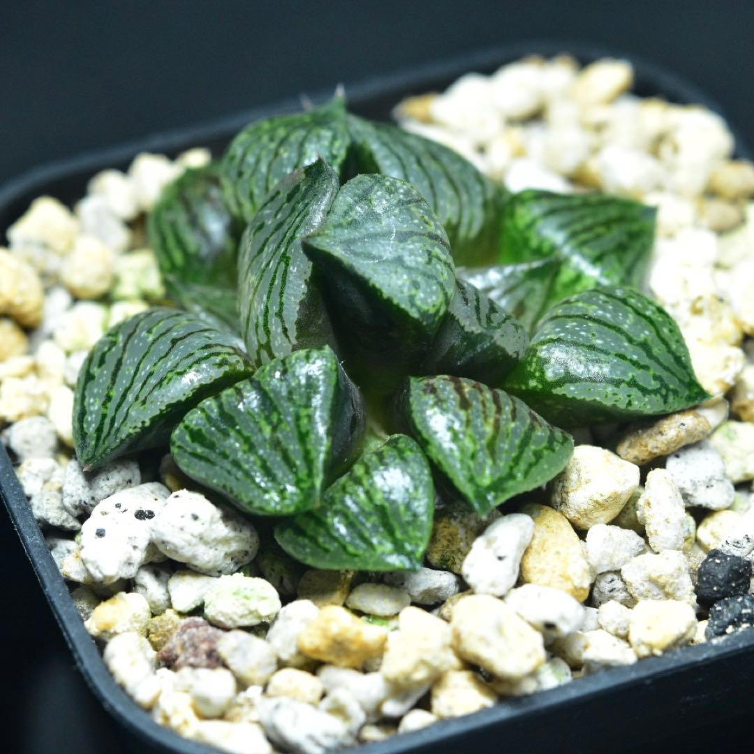 週末セール③2頭Charme ハオルチア　多肉植物　観葉植物