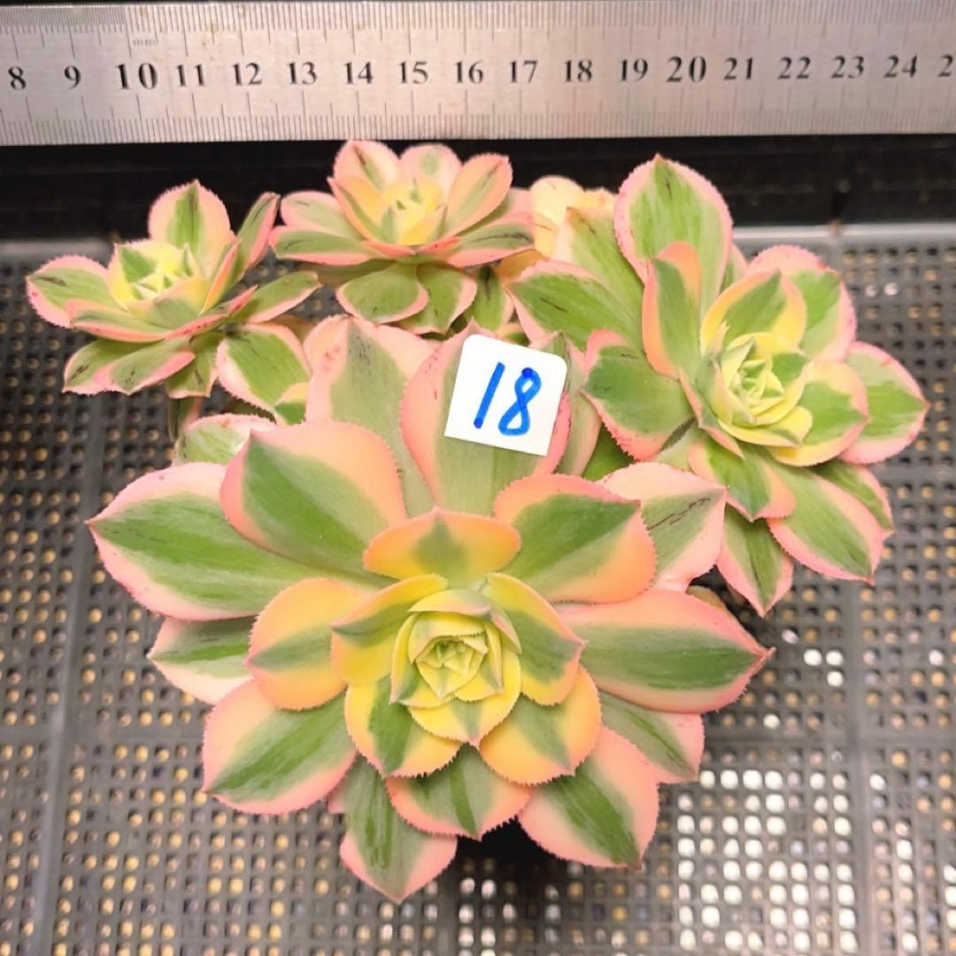18#多肉植物アエオニウム錦❤️ サンバースト❤️5頭17cm拔き苗