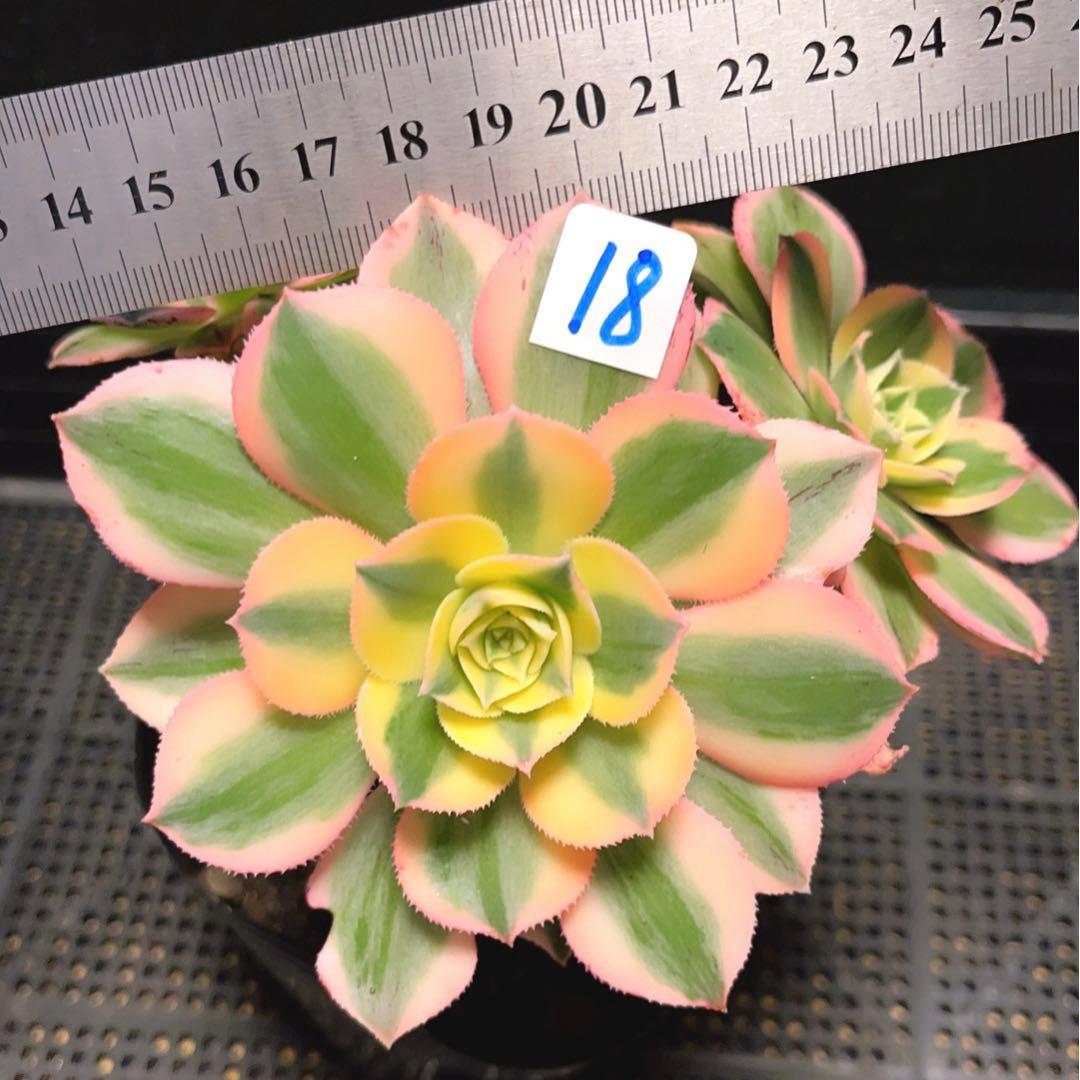 18#多肉植物アエオニウム錦❤️ サンバースト❤️5頭17cm拔き苗