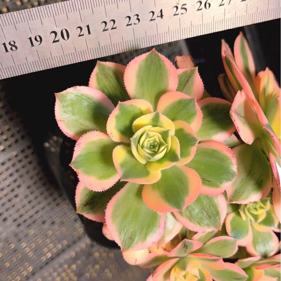 18#多肉植物アエオニウム錦❤️ サンバースト❤️5頭17cm拔き苗