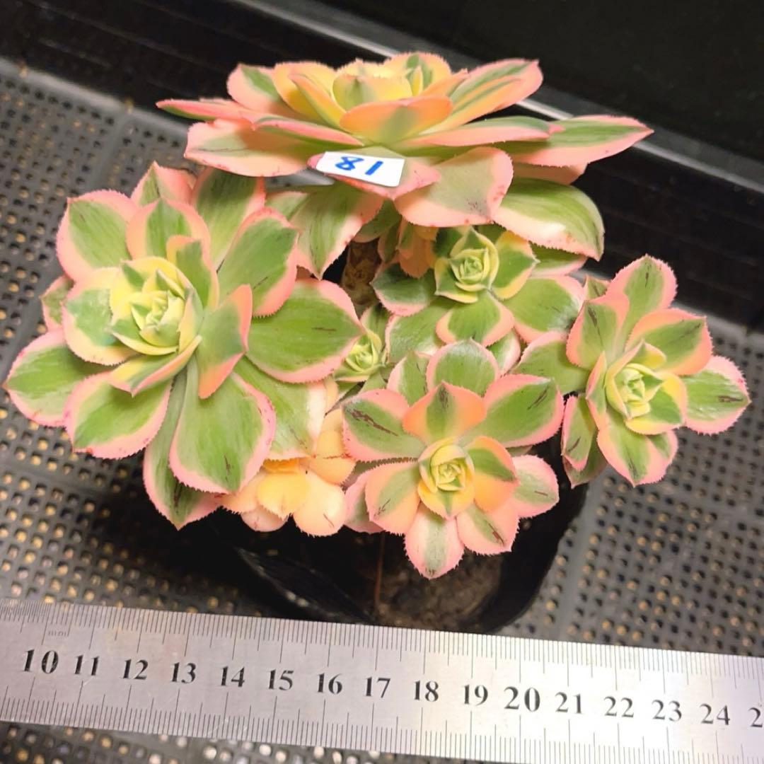 18#多肉植物アエオニウム錦❤️ サンバースト❤️5頭17cm拔き苗