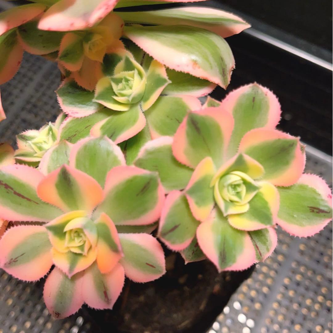 18#多肉植物アエオニウム錦❤️ サンバースト❤️5頭17cm拔き苗